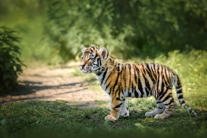 Papier peint  Jeune tigre du Bengale dans son environnement naturel