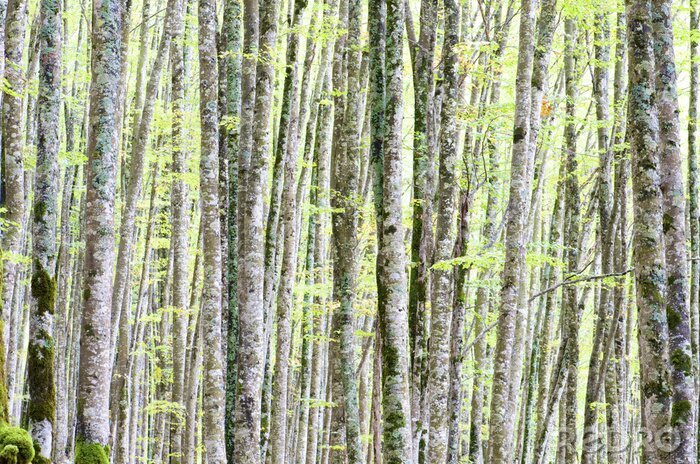 Papier peint  Jeunes bouleaux en fleurs
