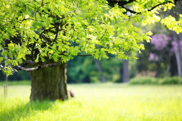 Papier peint  Jeunes feuilles sur un arbre