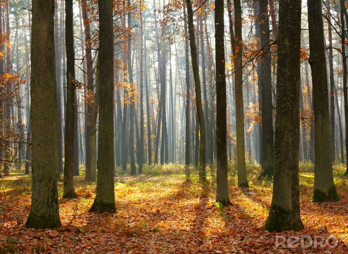 Papier peint  Journée d'automne dans la forêt