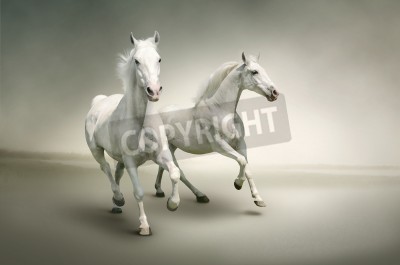 Papier peint  Juments blanches sur fond clair