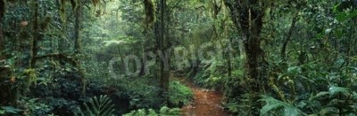 Papier peint  Jungle 3D sombre