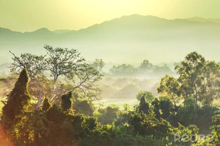 Papier peint  Jungle