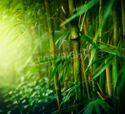 Papier peint  Jungle avec des bambous