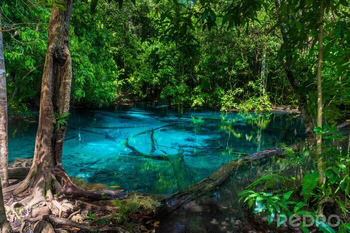 Papier peint  Jungle avec étang turquoise