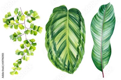 Papier peint  Jungle botanical watercolor illustrations, floral elements. tropical plants, calathea, strelitzia, fern. Tropical leaves set on white background