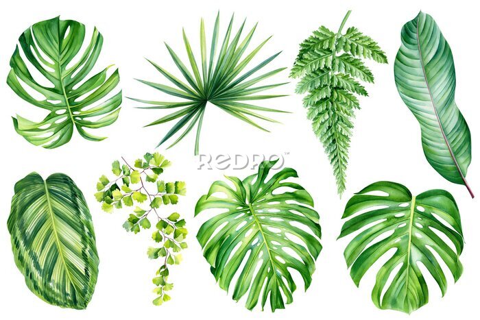 Papier peint  Jungle botanical watercolor illustrations, floral elements. tropical plants, palm leaves, monstera, calathea, strelitzia, fern  and other. Tropical leaves set
