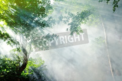 Papier peint  Jungle dans la brume