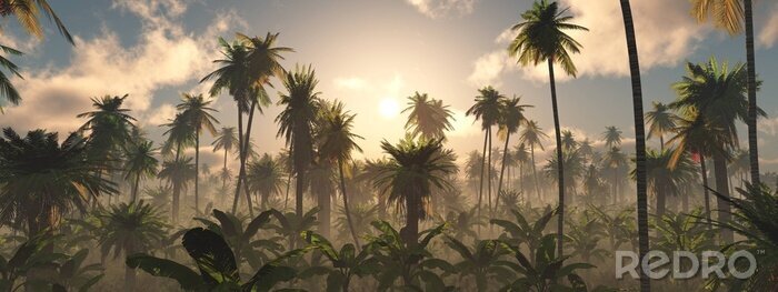 Papier peint  Jungle dans le brouillard