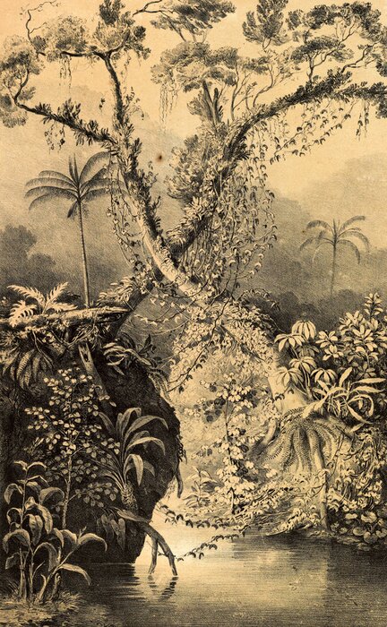 Papier peint  Jungle dans une illustration antique