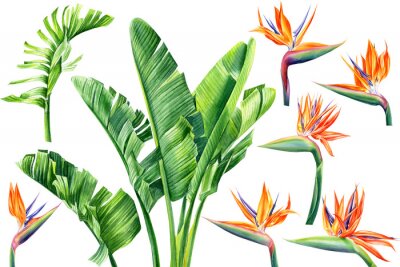 Papier peint  jungle design, set of strelitzia flowers and leaves on an isolated white background, watercolor tropical plants, botanical illustration, africa