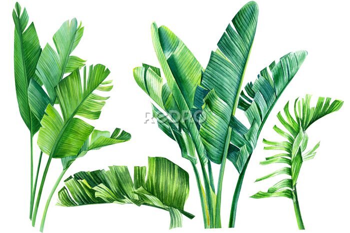 Papier peint  jungle design, set of strelitzia green  leaves on an isolated white background, watercolor tropical plants, botanical illustration, africa