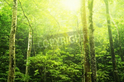 Papier peint  Jungle ensoleillée avec des palmiers