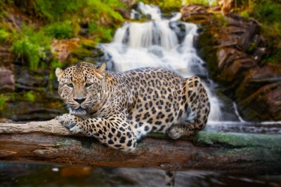 Papier peint  Jungle jaguar et cascade