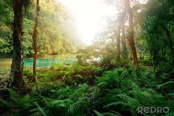Papier peint  Jungle maya mystérieux dans le parc national de Semuc Champey Guate