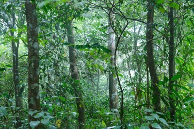 Papier peint  Jungle tropicale après la pluie