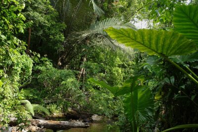 Papier peint  Jungle tropicale en Australie