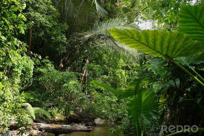 Papier peint  Jungle tropicale en Australie
