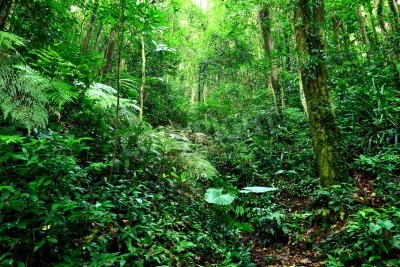 Papier peint  Jungle verte dense