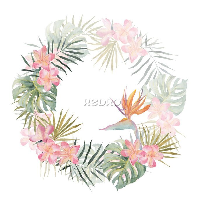 Papier peint  Jungle wreath. Strelitzia, plumeria, monstera, palm leaves. Watercolor hand drawn. Frame isolated on white background. For holiday invitation, postcard, poster, valentines and birthday cards.
