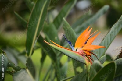 Papier peint  Known for its exotic look, Strelitzia reginae captivates viewers with its vivid contrast of orange and blue hues. A true icon of tropical beauty, it adds elegance to any garden.