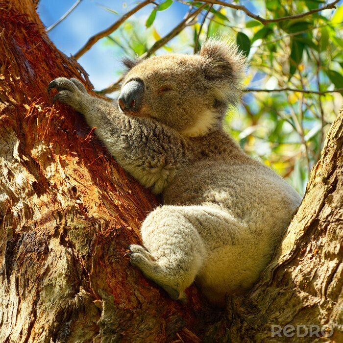 Papier peint  Koala en Australie