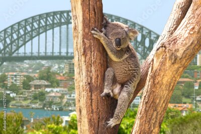 Papier peint  Koala mignon à Sydney, Australie