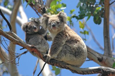 Koalas endormis dans les arbres en Australie
