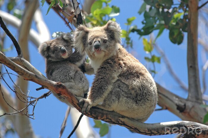 Papier peint  Koalas endormis dans les arbres en Australie