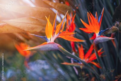 Papier peint  Kwiat Strelicja królewska (Strelitzia Reginae), rozmyte tło