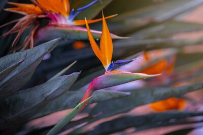 Papier peint  Kwiat Strelicja królewska (Strelitzia Reginae), rozmyte tło
