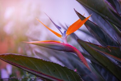 Papier peint  Kwiat Strelicja królewska (Strelitzia Reginae), rozmyte tło