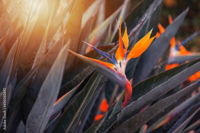Papier peint  Kwiat Strelicja królewska (Strelitzia Reginae), rozmyte tło