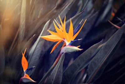Papier peint  Kwiat Strelicja królewska (Strelitzia Reginae), rozmyte tło