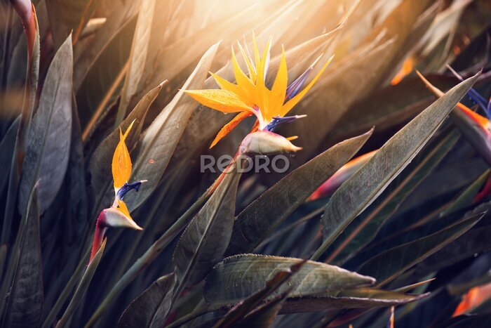 Papier peint  Kwiat Strelicja królewska (Strelitzia Reginae), rozmyte tło