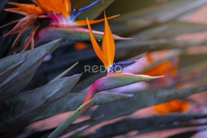 Papier peint  Kwiat Strelicja królewska (Strelitzia Reginae), rozmyte tło
