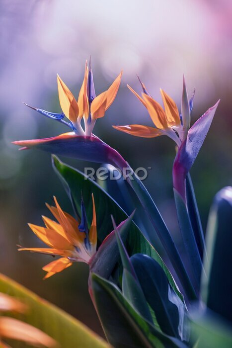 Papier peint  Kwiat strelitzia reginae. Rajski ptak. Roślinność Madery