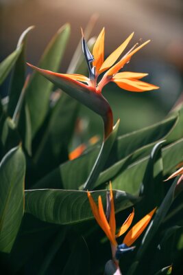 Papier peint  Kwiat strelitzia reginae.Wiosenne ogrody z kwitnącymi kwiatami. Botaniczne odmiany kwiatów strelicji.Kwietny ogród. Dekoracje z kwiatów. Obrazy na ścianę.Pastelowe tonacje.Artystyczne zdjęcia kwiatów