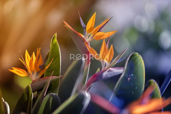 Papier peint  Kwiaty Strelitzia Reginae. Rajski ptak. Egzotyczne ogrody z kwiatami.