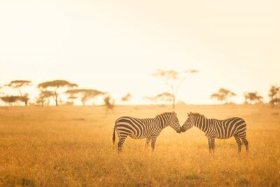 L'amour de zèbre dans le Serengeti