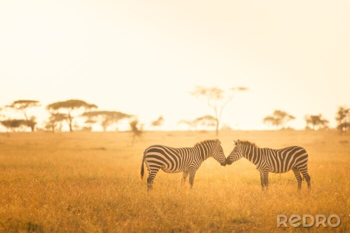 Papier peint  L'amour de zèbre dans le Serengeti