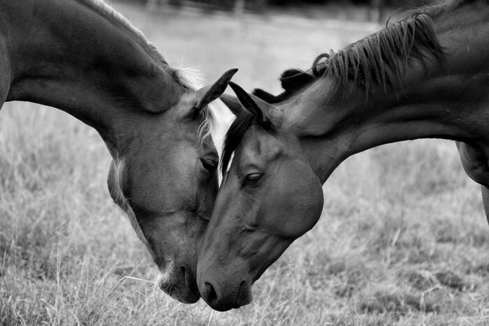 Papier peint  L'amour entre les animaux