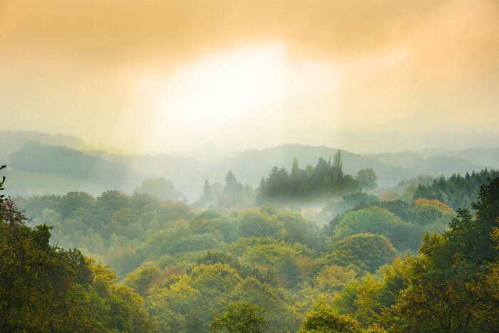 Papier peint  L'aube en pleine forêt