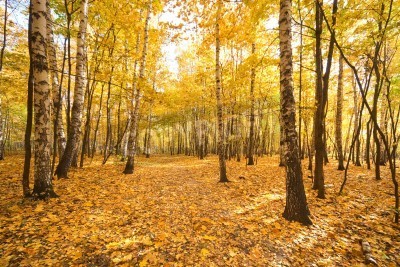 Papier peint  L'automne dans une forêt de bouleaux