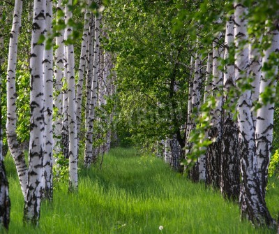 Papier peint  L'herbe entre les bouleaux