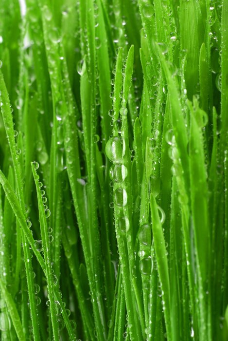 Papier peint  l'herbe fraîche