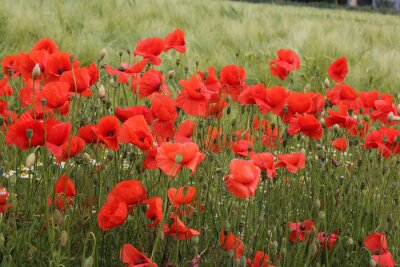 Papier peint  L'herbe verte et coquelicots