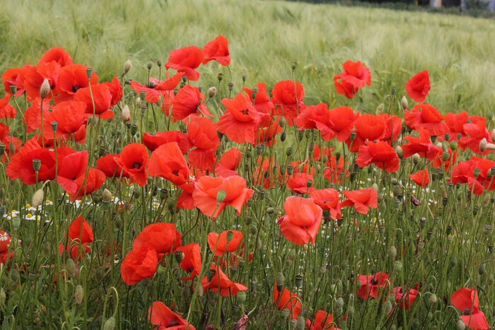 Papier peint  L'herbe verte et coquelicots