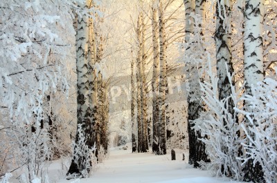 Papier peint  L'hiver dans la forêt de bouleaux