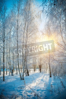 Papier peint  L'hiver et la forêt de bouleaux